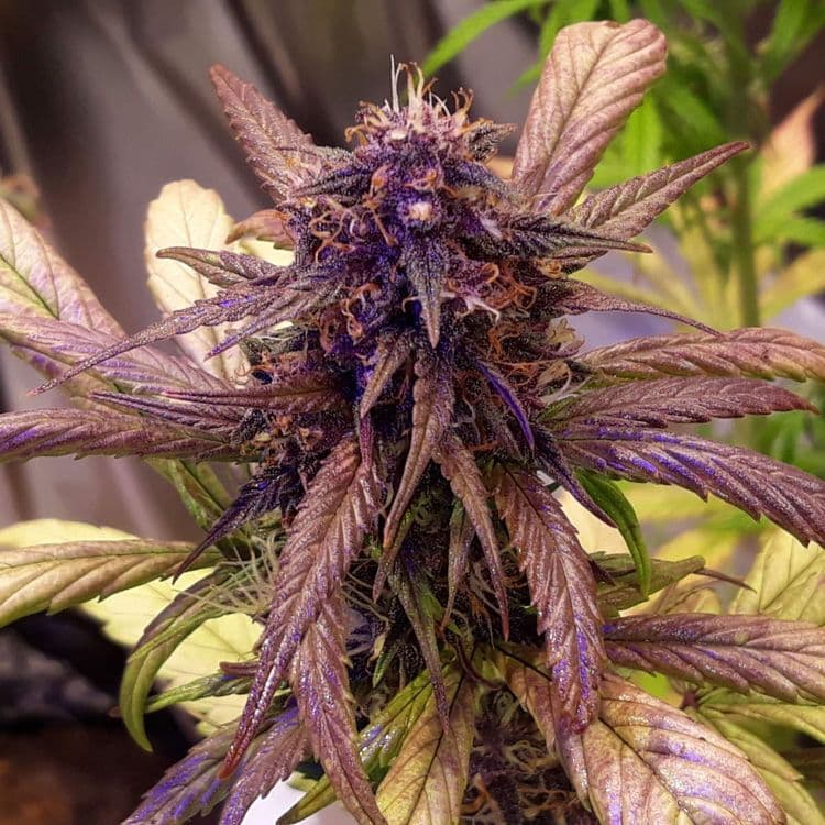 Entdecke das Geheimnis hinter Platinum Mimosa Cookies Double XL Autoflower: Unser Erfolgsrezept