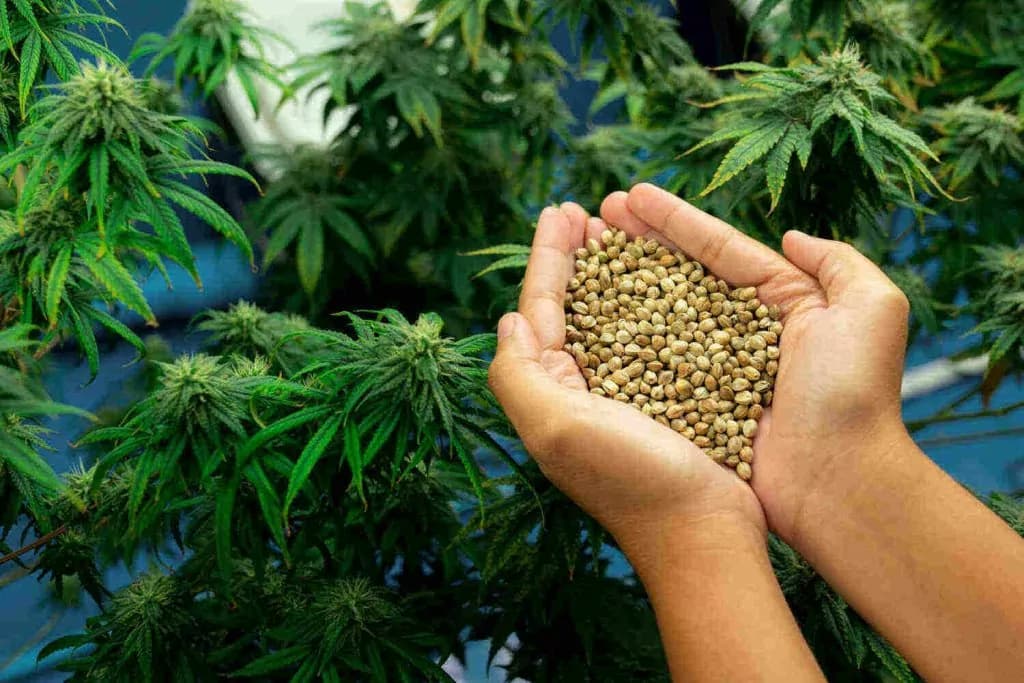 Die Rolle von Cannabis Samen in der präventiven Medizin
