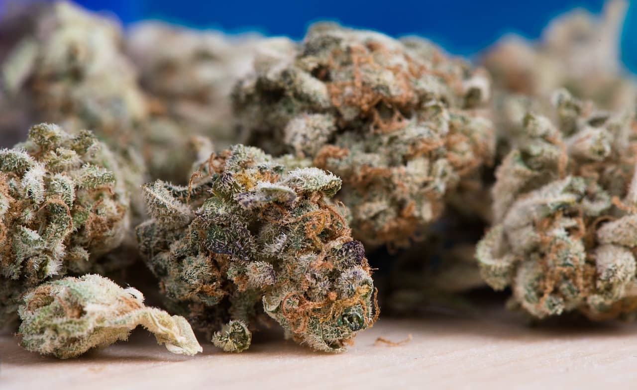 Spezialsorten und Klassiker – Hier kannst du Cannabis Samen bestellen