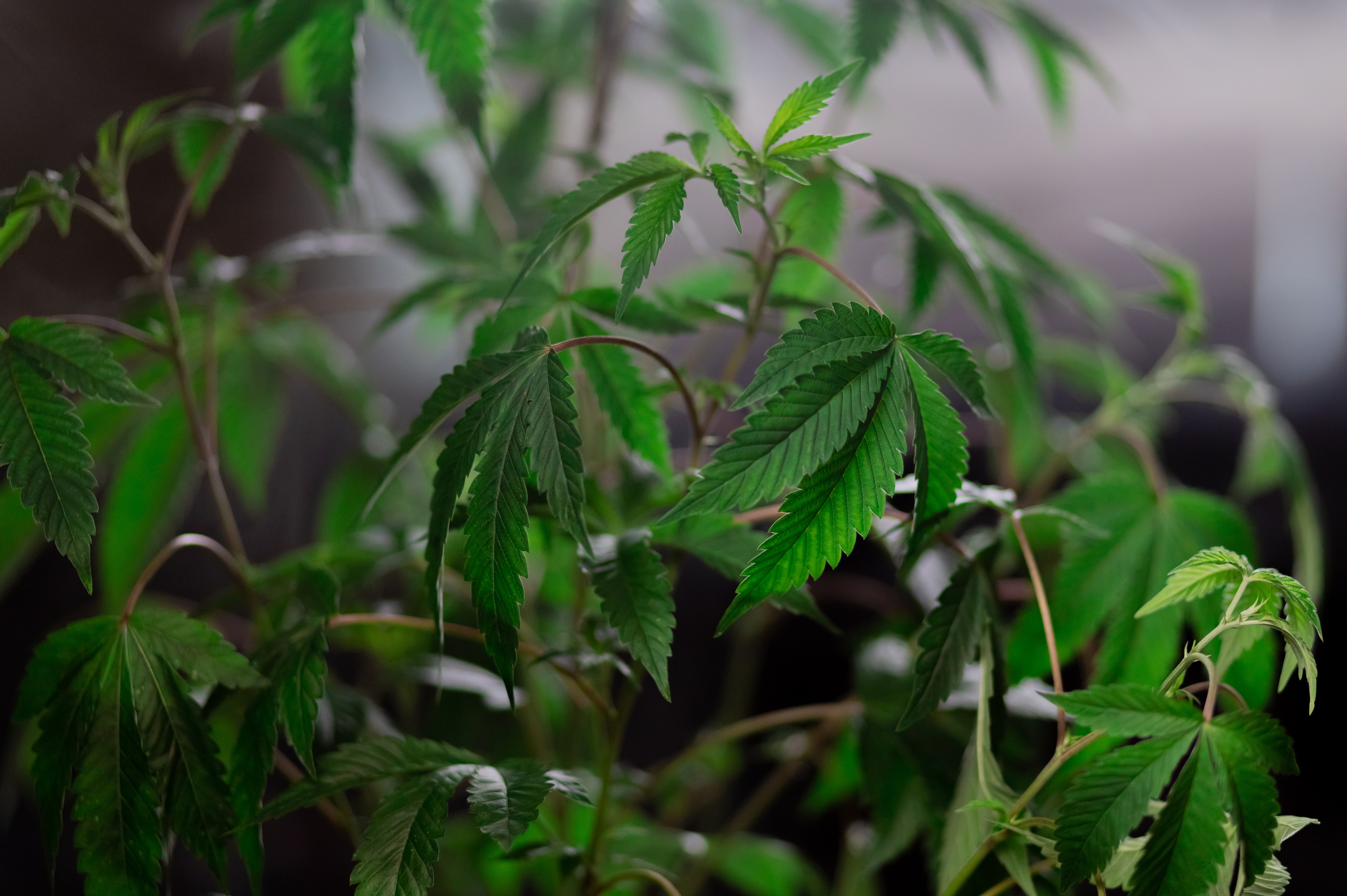 CBD Blüten online bestellen – Qualität aus dem Internet